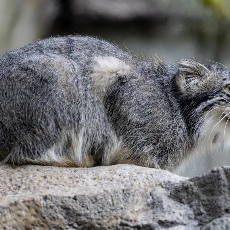 A photograph of Goose in Woodland Park Zoo