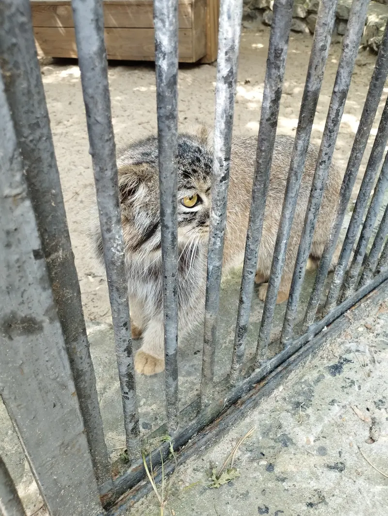A photograph of a Pallas's cat in Novosibirsk Zoo
