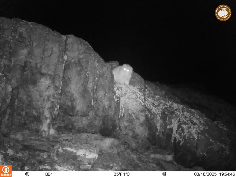A photograph of Otocolobus manul manul from Aktas-Kunkora camera trap