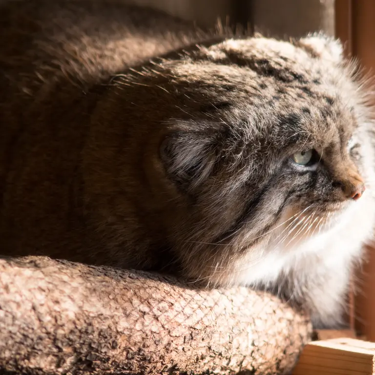 A photograph of Lotos in Saitama Children's Zoo