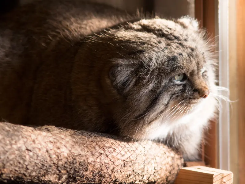 A photograph of Lotos in Saitama Children's Zoo