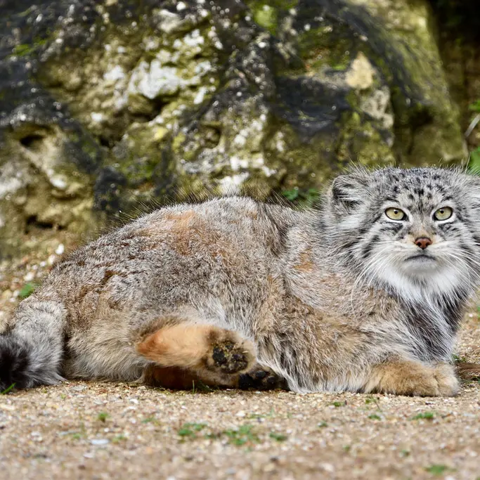 A photograph of Namuu in Port Lympne Wild Animal Park