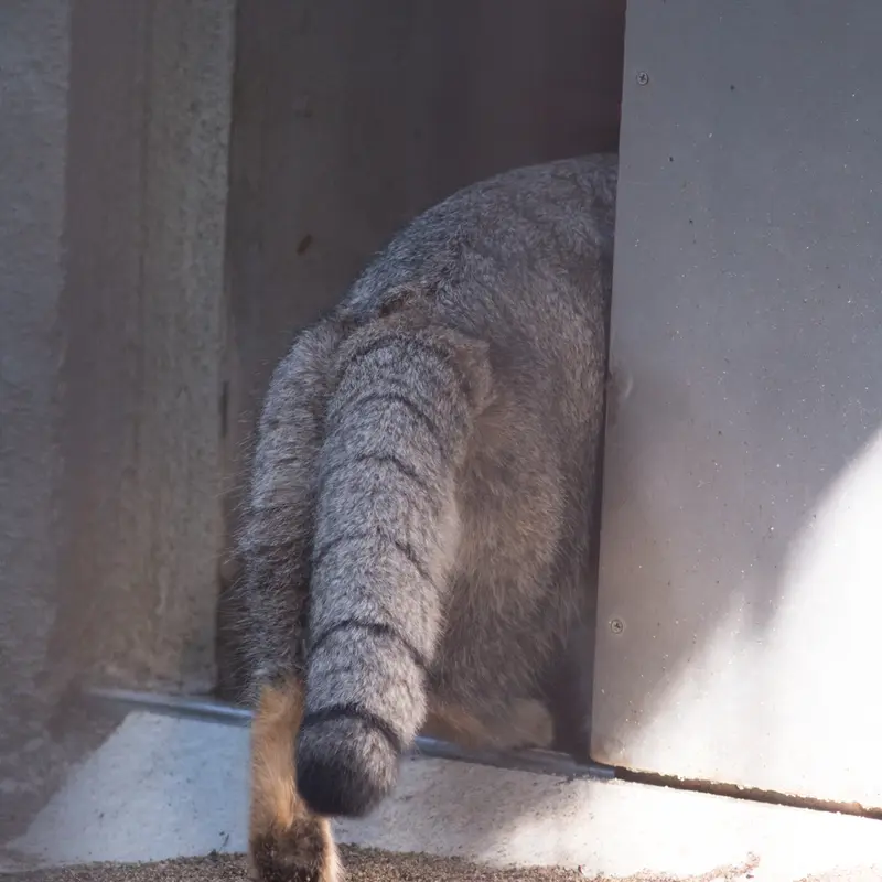 A photograph of Figa in Nogeyama Zoo