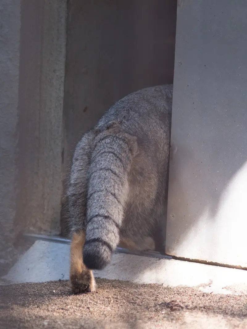 A photograph of Figa in Nogeyama Zoo