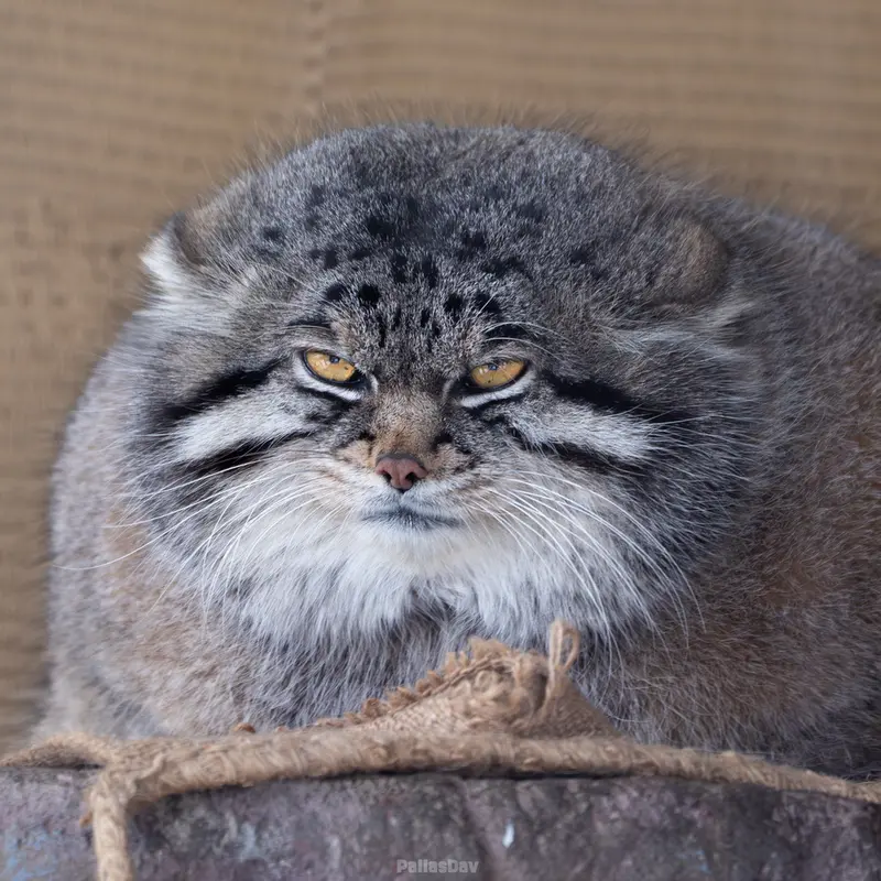 A photograph of a Pallas's cat