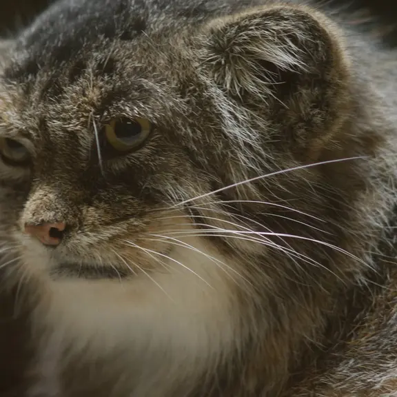 A photograph of a Pallas's cat in Ueno Zoological Gardens
