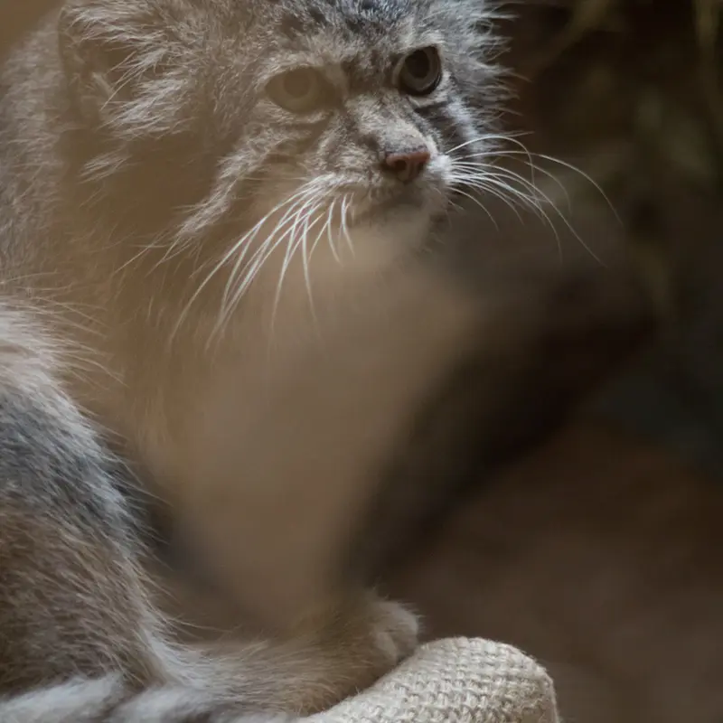 A photograph of Klyon in Ueno Zoological Gardens