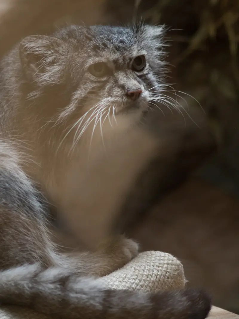 A photograph of Klyon in Ueno Zoological Gardens