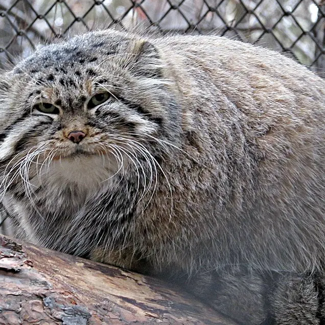A photograph of Zelenogorsk in Novosibirsk Zoo