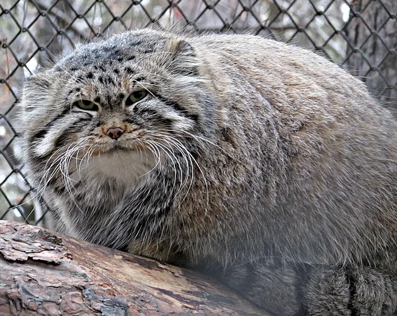 A photograph of Zelenogorsk in Novosibirsk Zoo