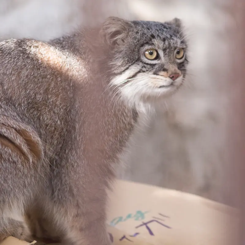 A photograph of Figa in Nogeyama Zoo