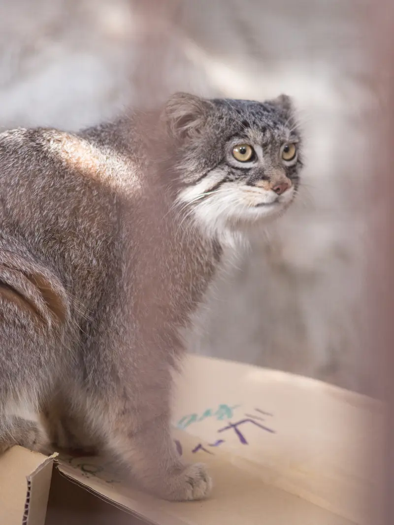 A photograph of Figa in Nogeyama Zoo