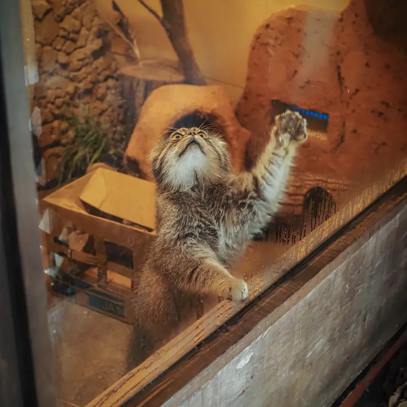 A photograph of Lotos in Saitama Children's Zoo