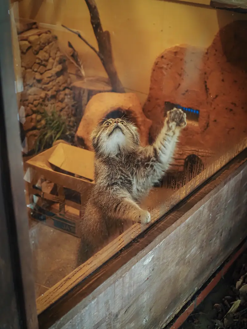 A photograph of Lotos in Saitama Children's Zoo