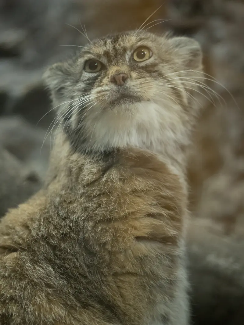 A photograph of Primula in Ueno Zoological Gardens