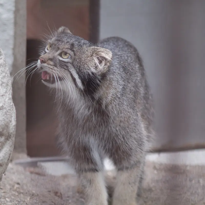 A photograph of Figa in Nogeyama Zoo