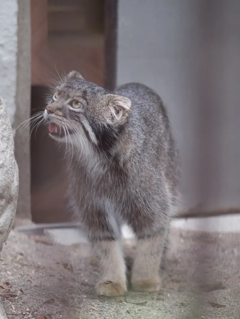 A photograph of Figa in Nogeyama Zoo