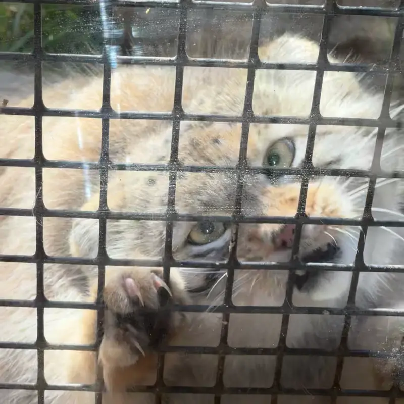 A photograph of a Pallas's cat