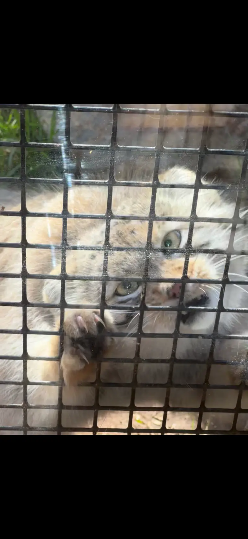A photograph of a Pallas's cat
