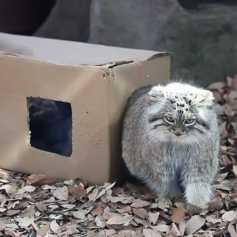 A photograph of Oliva in Saitama Children's Zoo
