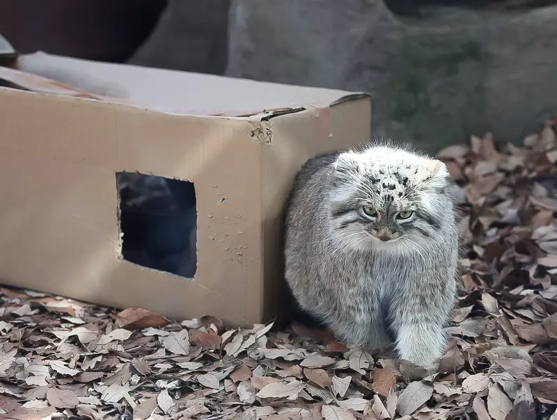 A photograph of Oliva in Saitama Children's Zoo