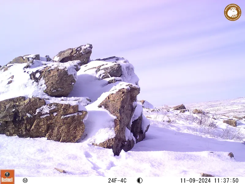 A photograph of a Pallas&#039;s cat from Karashoky camera trap