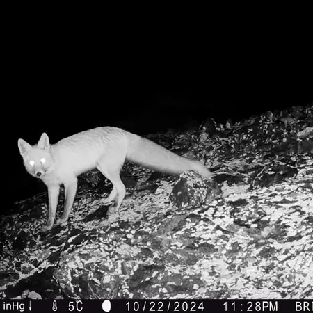 A photograph of Red fox from Janator camera trap