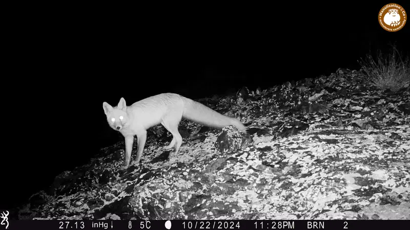 A photograph of Red fox from Janator camera trap