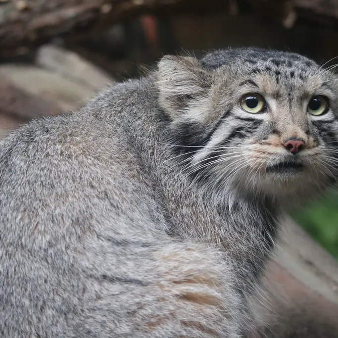 A photograph of Nagomu in Nasu Animal Kingdom