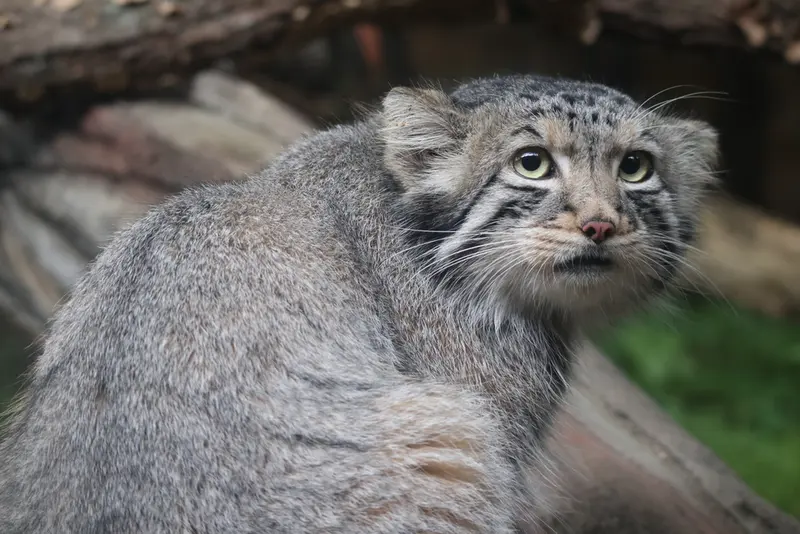 A photograph of Nagomu in Nasu Animal Kingdom