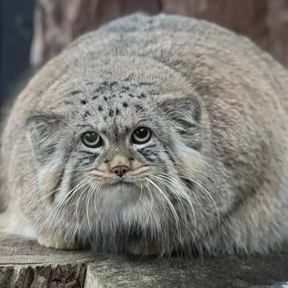 A photograph of Shu in Leningrad zoo