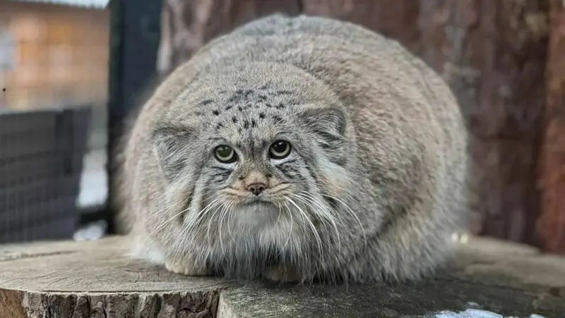 A photograph of Shu in Leningrad zoo