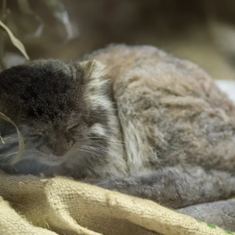 A photograph of Klyon in Ueno Zoological Gardens