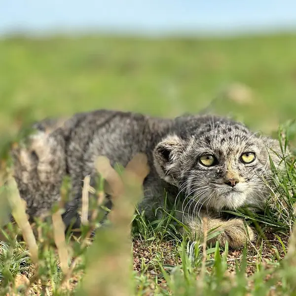 A photograph of a Pallas's cat