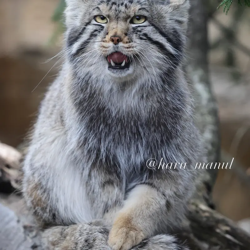 A photograph of Nagomu in Nasu Animal Kingdom