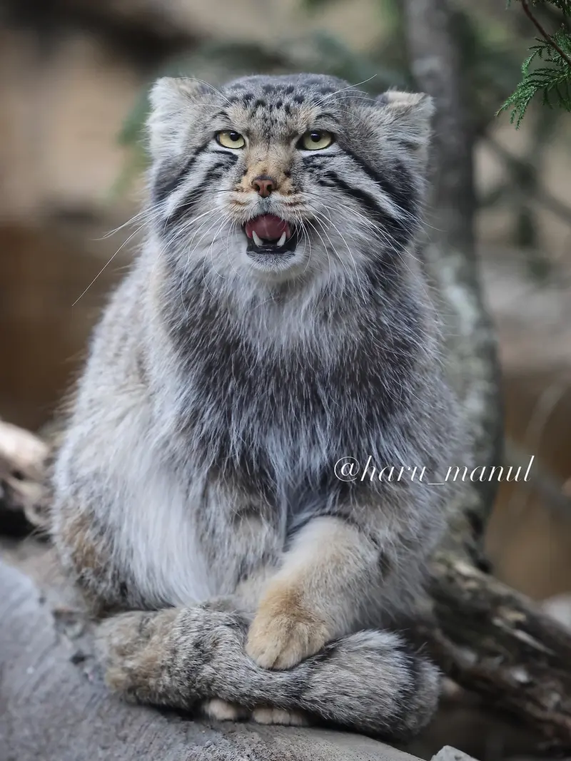 A photograph of Nagomu in Nasu Animal Kingdom
