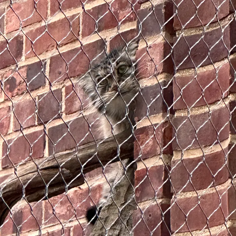 A photograph of a Pallas&#039;s cat in Prospect Park Zoo
