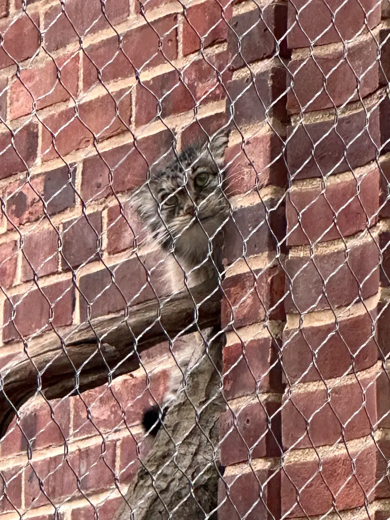 A photograph of a Pallas&#039;s cat in Prospect Park Zoo