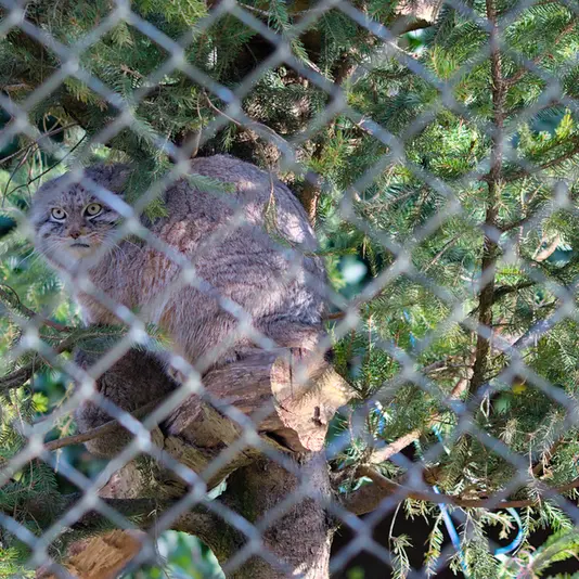 A photograph of Pluschi in Hellabrunn zoo