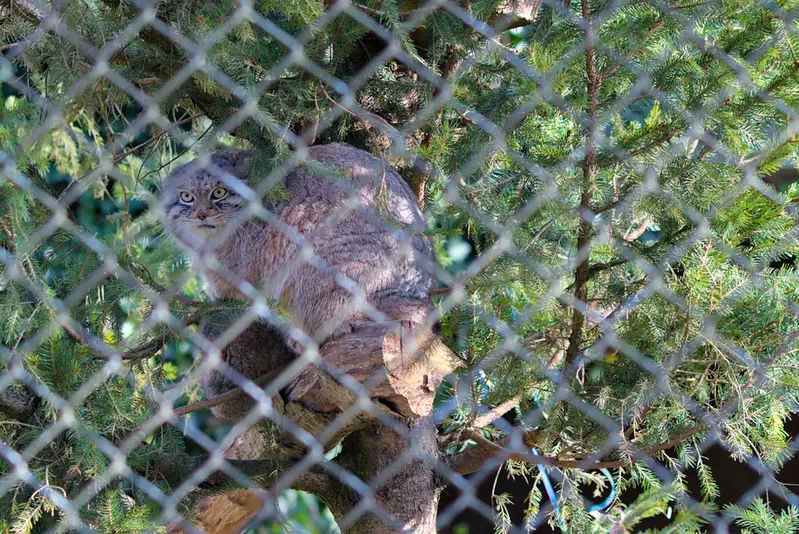 A photograph of Pluschi in Hellabrunn zoo