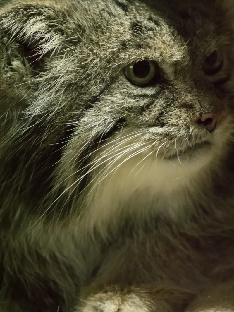 A photograph of Klyon in Ueno Zoological Gardens