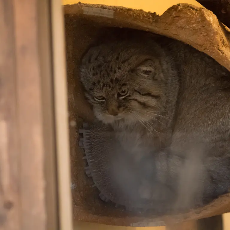 A photograph of Lotos in Saitama Children's Zoo