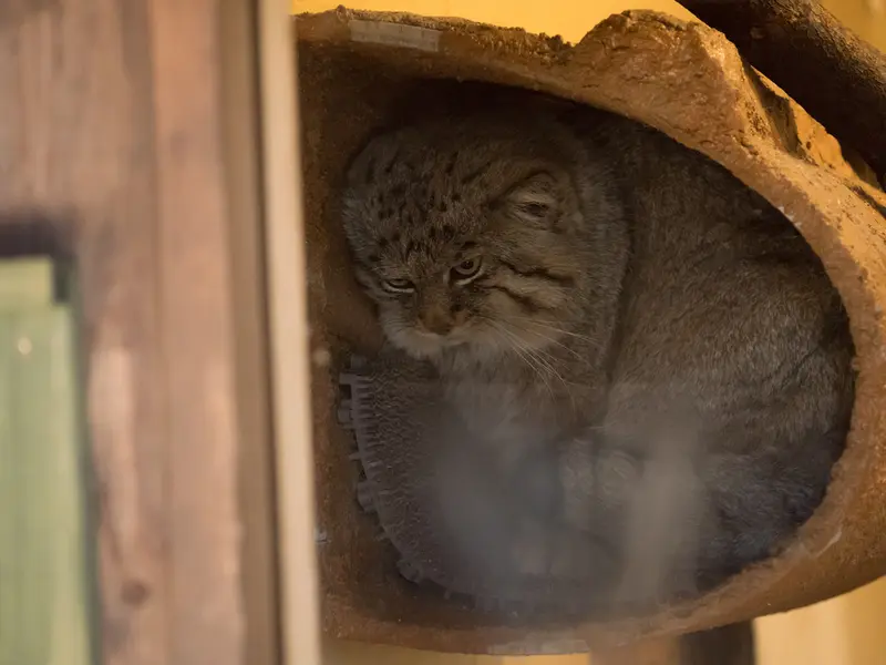 A photograph of Lotos in Saitama Children's Zoo