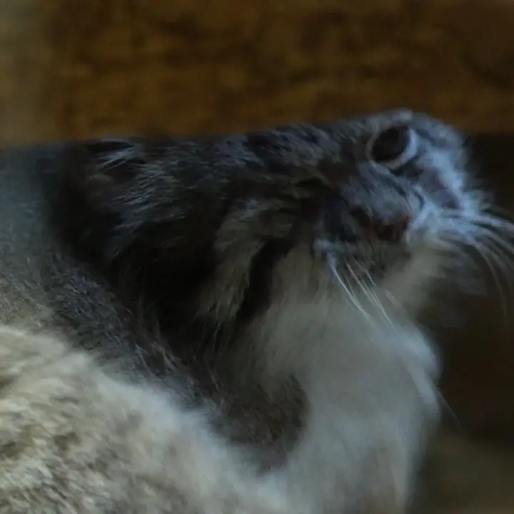 A photograph of Klyon in Ueno Zoological Gardens