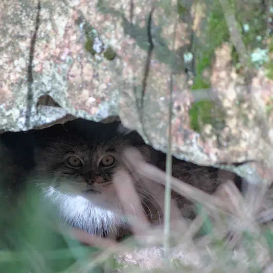 A photograph of Stubsi in Hellabrunn zoo