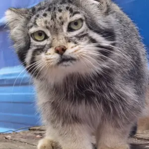 A photograph of Sun Simiao in Qinghai-Tibet Plateau Wildlife Zoo