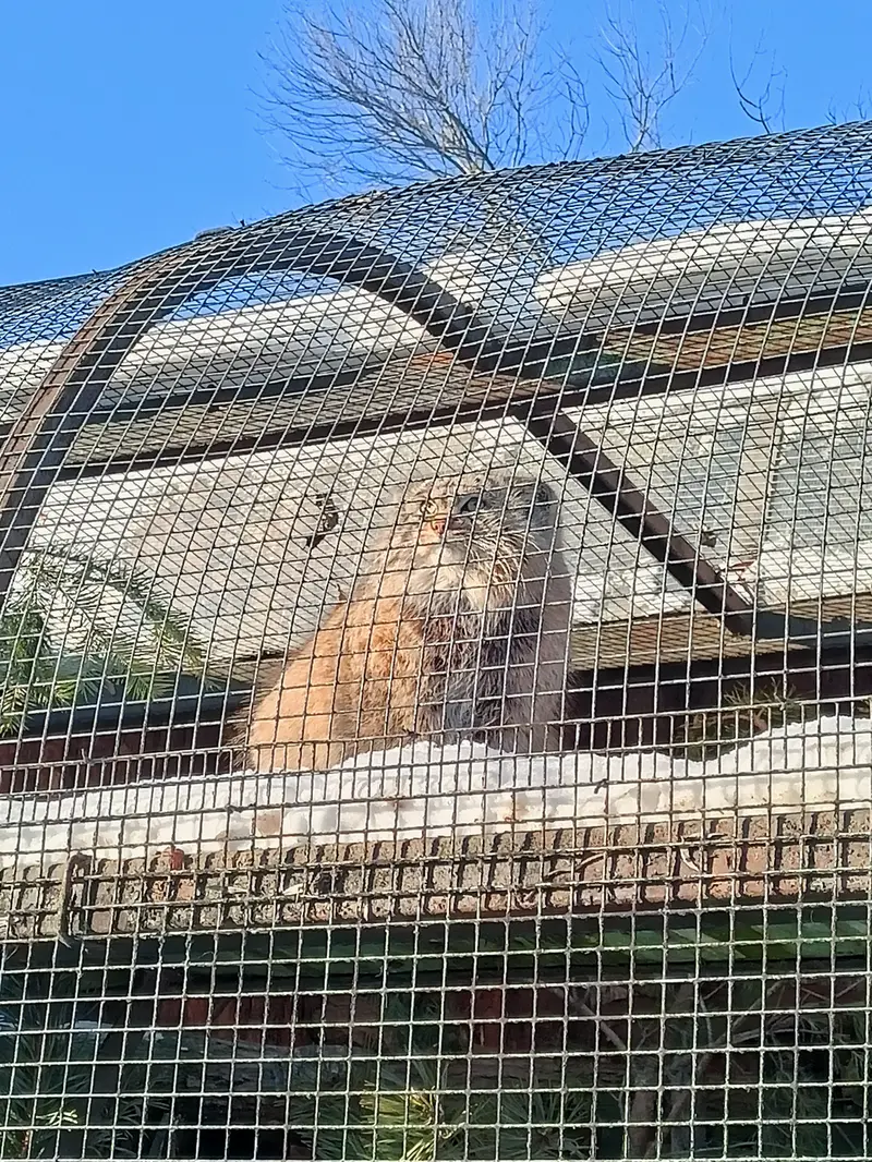 A photograph of Shu in Leningrad zoo