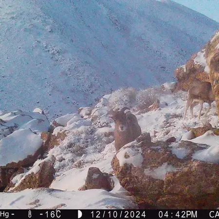 A photograph of Argali from Zhundy 2 camera trap