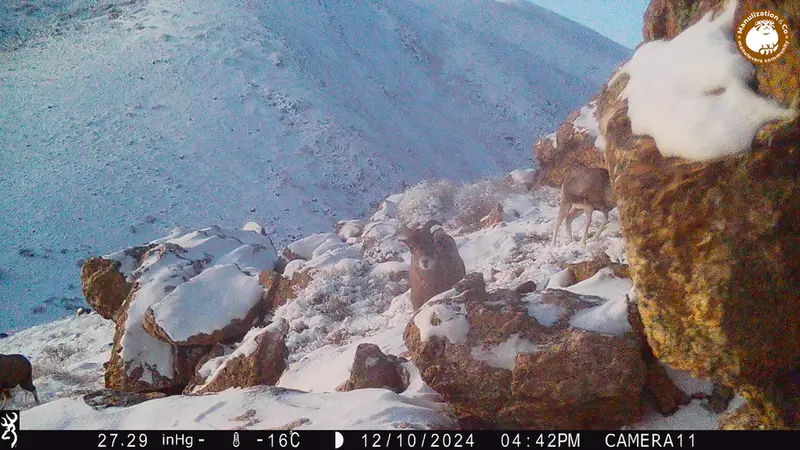 A photograph of Argali from Zhundy 2 camera trap
