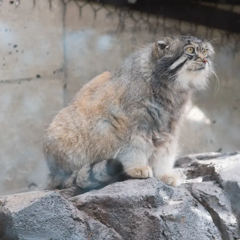 A photograph of Grusha in Asahiyama Zoo